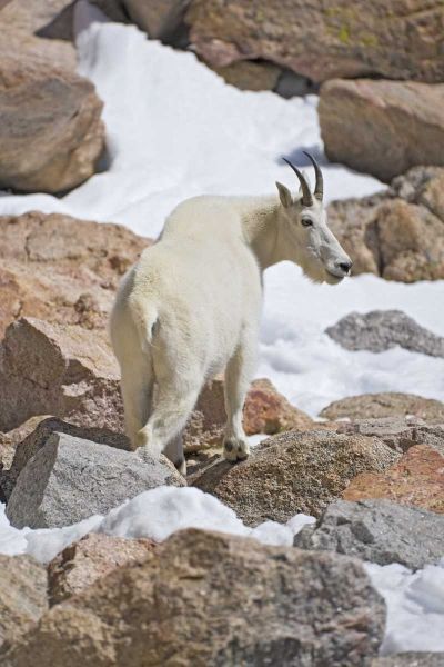 CO, Mount Evans Mountain goat standing on rocks